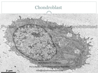 Chondroblast
 