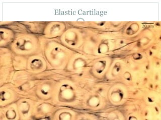 Elastic Cartilage
 