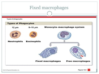 Fixed macrophages
 