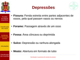 Introdução à anatomia do sistema locomotor
Depressões
● Fissura: Fenda estreita entre partes adjacentes de
ossos, pela qual passam vasos ou nervos
● Forame: Passagem através de um osso
● Fossa: Área côncava ou deprimida
● Sulco: Depressão ou ranhura alongada
● Meato: Abertura em formato de tubo
Funções
do sistema
esquelético
Classificação
dos ossos
Acidentes
e formações
ósseas
Articulações
Classificação
dos músculos
 