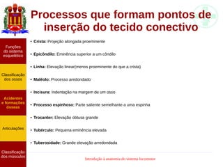 Introdução à anatomia do sistema locomotor
Processos que formam pontos de
inserção do tecido conectivo
● Crista: Projeção alongada proeminente
● Epicôndilo: Eminência superior a um côndilo
● Linha: Elevação linear(menos proeminente do que a crista)
● Maléolo: Processo aredondado
● Incisura: Indentação na margem de um osso
● Processo espinhoso: Parte saliente semelhante a uma espinha
● Trocanter: Elevação obtusa grande
● Tubérculo: Pequena eminência elevada
● Tuberosidade: Grande elevação arredondada
Funções
do sistema
esquelético
Classificação
dos ossos
Acidentes
e formações
ósseas
Articulações
Classificação
dos músculos
 