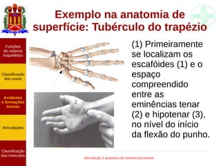 Introdução à anatomia do sistema locomotor
Exemplo na anatomia de
superfície: Tubérculo do trapézio
(1) Primeiramente
se localizam os
escafóides (1) e o
espaço
compreendido
entre as
eminências tenar
(2) e hipotenar (3),
no nível do início
da flexão do punho.
Funções
do sistema
esquelético
Classificação
dos ossos
Acidentes
e formações
ósseas
Articulações
Classificação
dos músculos
 