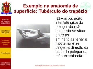 Introdução à anatomia do sistema locomotor
Exemplo na anatomia de
superfície: Tubérculo do trapézio
(2) A articulação
interfalângica do
polegar da mão
esquerda se situa
entre as
eminências tenar e
hipotenar e se
dirige na direção da
base do polegar da
mão examinada
Funções
do sistema
esquelético
Classificação
dos ossos
Acidentes
e formações
ósseas
Articulações
Classificação
dos músculos
 