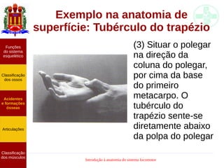 Introdução à anatomia do sistema locomotor
Exemplo na anatomia de
superfície: Tubérculo do trapézio
(3) Situar o polegar
na direção da
coluna do polegar,
por cima da base
do primeiro
metacarpo. O
tubérculo do
trapézio sente-se
diretamente abaixo
da polpa do polegar
Funções
do sistema
esquelético
Classificação
dos ossos
Acidentes
e formações
ósseas
Articulações
Classificação
dos músculos
 