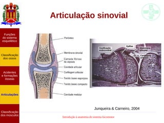 Introdução à anatomia do sistema locomotor
Articulação sinovial
Junqueira & Carneiro, 2004
Funções
do sistema
esquelético
Classificação
dos ossos
Acidentes
e formações
ósseas
Articulações
Classificação
dos músculos
 