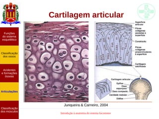 Introdução à anatomia do sistema locomotor
Cartilagem articular
Funções
do sistema
esquelético
Classificação
dos ossos
Acidentes
e formações
ósseas
Articulações
Classificação
dos músculos
Junqueira & Carneiro, 2004
 