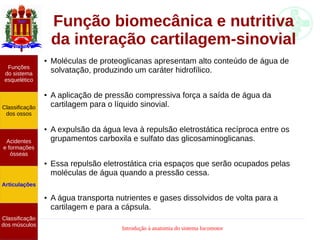 Introdução à anatomia do sistema locomotor
Função biomecânica e nutritiva
da interação cartilagem-sinovial
● Moléculas de proteoglicanas apresentam alto conteúdo de água de
solvatação, produzindo um caráter hidrofílico.
● A aplicação de pressão compressiva força a saída de água da
cartilagem para o líquido sinovial.
●
A expulsão da água leva à repulsão eletrostática recíproca entre os
grupamentos carboxila e sulfato das glicosaminoglicanas.
● Essa repulsão eletrostática cria espaços que serão ocupados pelas
moléculas de água quando a pressão cessa.
● A água transporta nutrientes e gases dissolvidos de volta para a
cartilagem e para a cápsula.
Funções
do sistema
esquelético
Classificação
dos ossos
Acidentes
e formações
ósseas
Articulações
Classificação
dos músculos
 