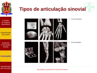 Introdução à anatomia do sistema locomotor
Tipos de articulação sinovial
Funções
do sistema
esquelético
Classificação
dos ossos
Acidentes
e formações
ósseas
Articulações
Classificação
dos músculos
 