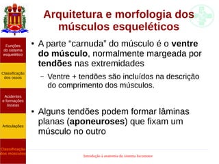 Introdução à anatomia do sistema locomotor
Arquitetura e morfologia dos
músculos esqueléticos
● A parte “carnuda” do músculo é o ventre
do músculo, normalmente margeada por
tendões nas extremidades
– Ventre + tendões são incluídos na descrição
do comprimento dos músculos.
● Alguns tendões podem formar lâminas
planas (aponeuroses) que fixam um
músculo no outro
Funções
do sistema
esquelético
Classificação
dos ossos
Acidentes
e formações
ósseas
Articulações
Classificação
dos músculos
 