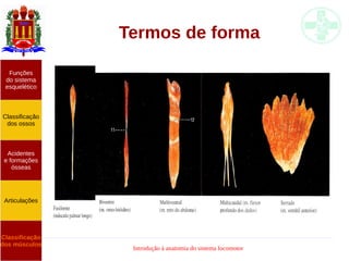 Introdução à anatomia do sistema locomotor
Termos de forma
Funções
do sistema
esquelético
Classificação
dos ossos
Acidentes
e formações
ósseas
Articulações
Classificação
dos músculos
 