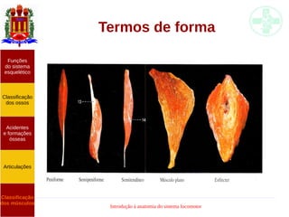 Introdução à anatomia do sistema locomotor
Termos de forma
Funções
do sistema
esquelético
Classificação
dos ossos
Acidentes
e formações
ósseas
Articulações
Classificação
dos músculos
 