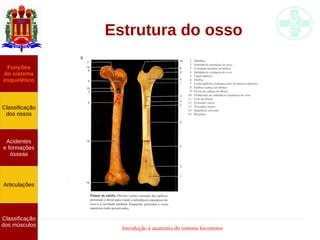 Introdução à anatomia do sistema locomotor
Estrutura do osso
Funções
do sistema
esquelético
Classificação
dos ossos
Acidentes
e formações
ósseas
Articulações
Classificação
dos músculos
 