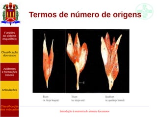 Introdução à anatomia do sistema locomotor
Termos de número de origens
Funções
do sistema
esquelético
Classificação
dos ossos
Acidentes
e formações
ósseas
Articulações
Classificação
dos músculos
 