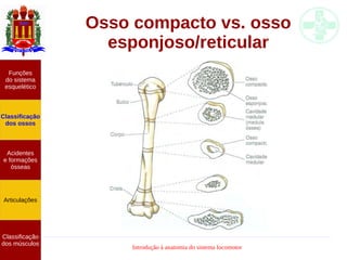 Introdução à anatomia do sistema locomotor
Funções
do sistema
esquelético
Classificação
dos ossos
Acidentes
e formações
ósseas
Articulações
Classificação
dos músculos
Osso compacto vs. osso
esponjoso/reticular
 
