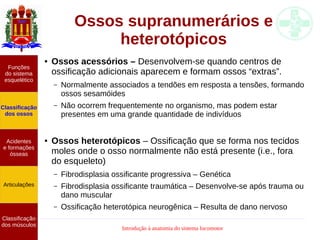 Introdução à anatomia do sistema locomotor
Ossos supranumerários e
heterotópicos
Funções
do sistema
esquelético
Classificação
dos ossos
Acidentes
e formações
ósseas
Articulações
Classificação
dos músculos
● Ossos acessórios – Desenvolvem-se quando centros de
ossificação adicionais aparecem e formam ossos “extras”.
– Normalmente associados a tendões em resposta a tensões, formando
ossos sesamóides
– Não ocorrem frequentemente no organismo, mas podem estar
presentes em uma grande quantidade de indivíduos
● Ossos heterotópicos – Ossificação que se forma nos tecidos
moles onde o osso normalmente não está presente (i.e., fora
do esqueleto)
– Fibrodisplasia ossificante progressiva – Genética
– Fibrodisplasia ossificante traumática – Desenvolve-se após trauma ou
dano muscular
– Ossificação heterotópica neurogênica – Resulta de dano nervoso
 