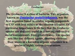 Geobacter
The Geobacter is a class of bacteria. This organism,
known as Geobacter metallireducens, was the
first organism found to oxidize organic compounds
to CO2 with iron oxides as the electron acceptor. Of
particular importance is the fact that the Geobacter
species are also very useful in removing radioactive
metal contaminants from groundwater. The species
acts like tiny delivery agents, shuttling electrons
from atoms in a harmless organic substance to a
species of highly radioactive uranium.
 