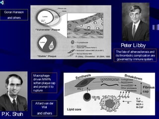 Macrophage-
driven MMPs
soften plaquecap
and prompt it to
rupture
P.K. Shah
Peter Libby
Thefateof atherosclerosisand
itsthrombotic complication are
governed by immunesystem.
Goran Hansson
and others
Allard van der
Wal
and others
 