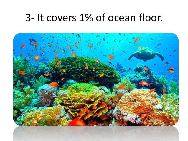 Coralreef Ecosystems