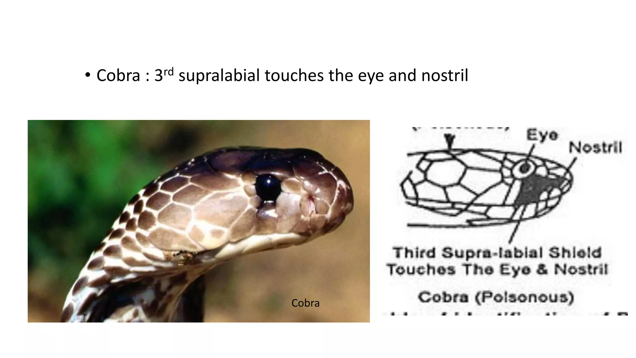 • Cobra : 3rd supralabial touches the eye and nostril
Cobra
 