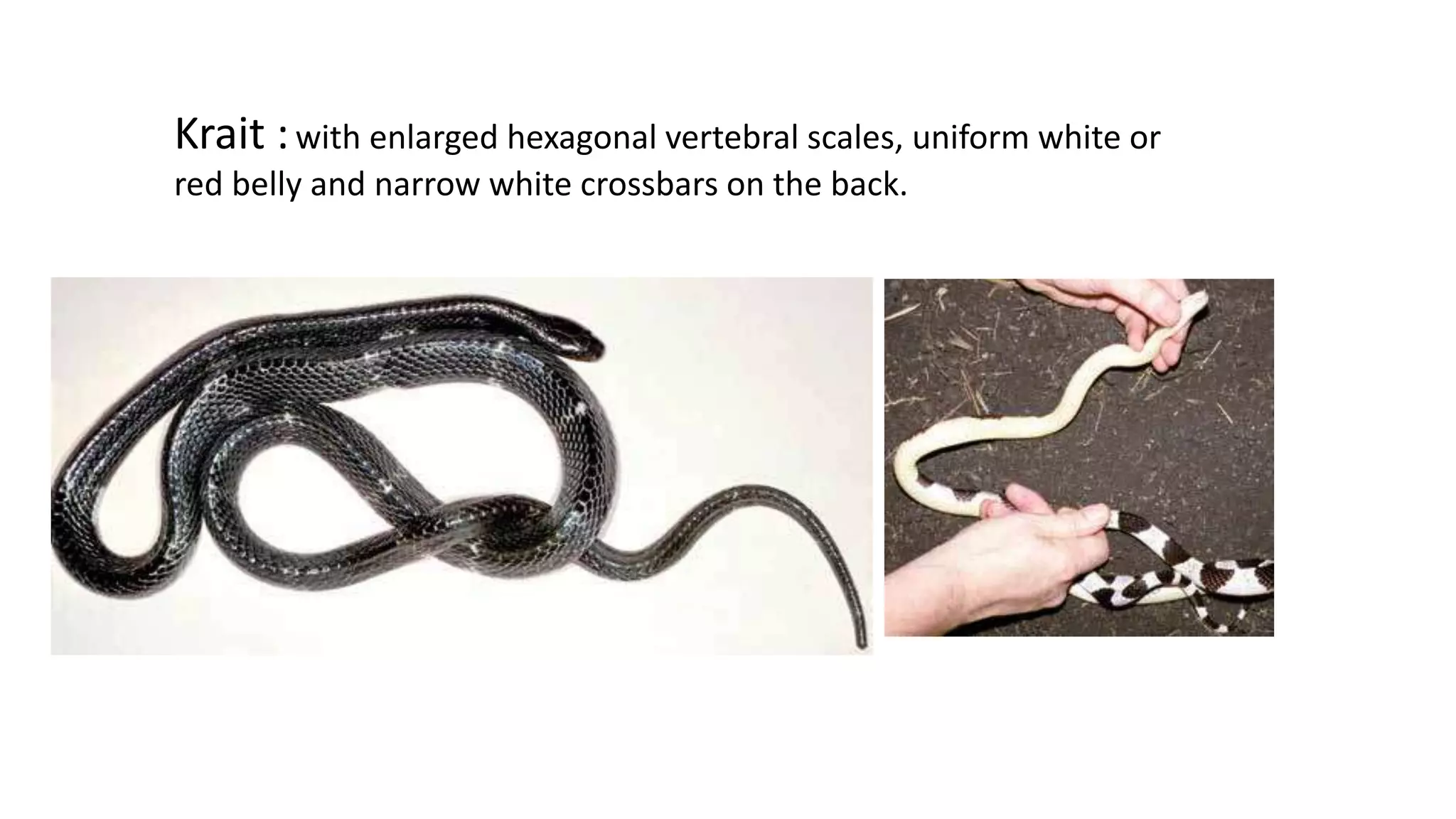 Krait :with enlarged hexagonal vertebral scales, uniform white or
red belly and narrow white crossbars on the back.
 