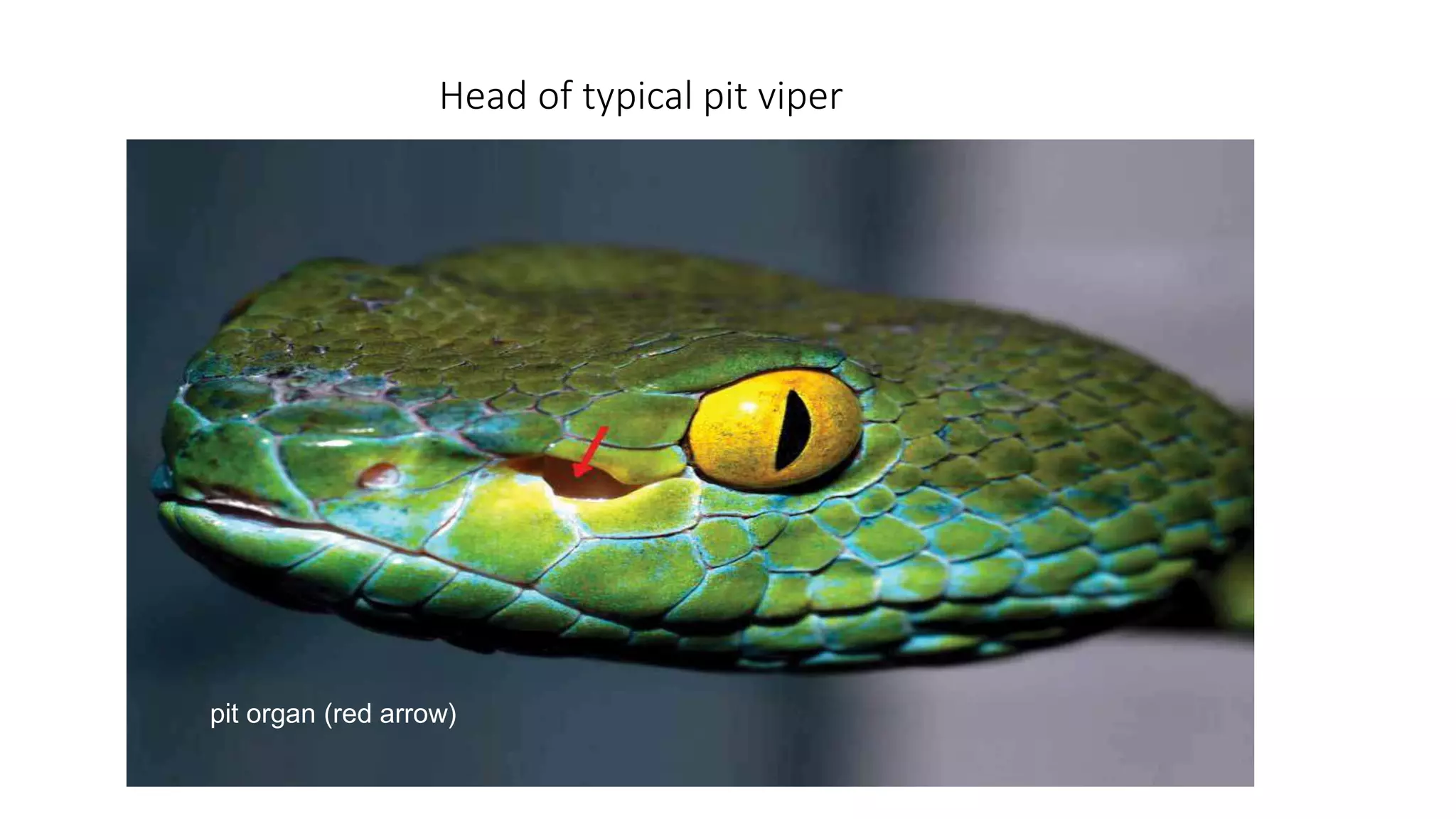 Head of typical pit viper
pit organ (red arrow)
 