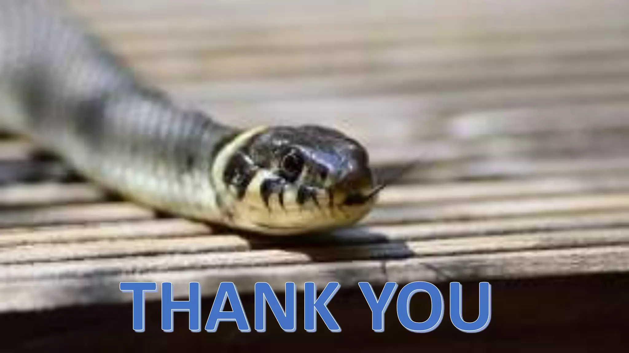 snake bite management