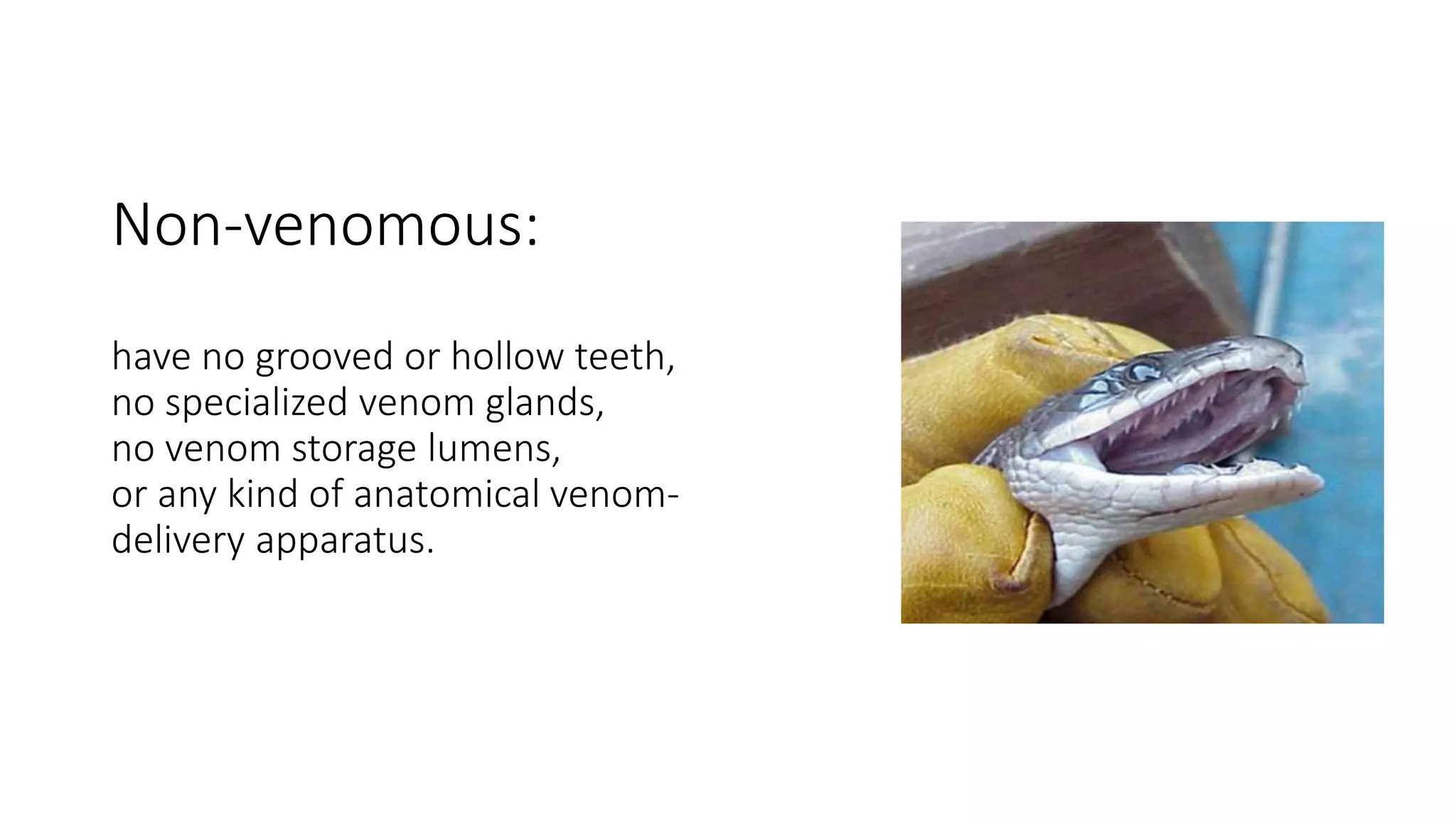Non-venomous:
have no grooved or hollow teeth,
no specialized venom glands,
no venom storage lumens,
or any kind of anatomical venom-
delivery apparatus.
 