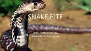 SNAKE BITE
GUIDE: Prof Dr. V. P. Pandey
CANDIDATE: Dr. Naresh Patel
 