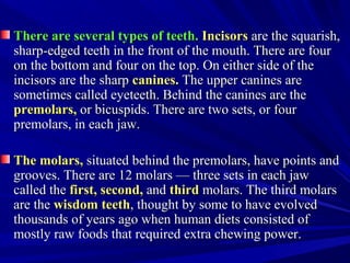 There are several types of teeth.There are several types of teeth. IncisorsIncisors are the squarish,are the squarish,
sharp-edged teeth in the front of the mouth. There are foursharp-edged teeth in the front of the mouth. There are four
on the bottom and four on the top. On either side of theon the bottom and four on the top. On either side of the
incisors are the sharpincisors are the sharp canines.canines. The upper canines areThe upper canines are
sometimes called eyeteeth. Behind the canines are thesometimes called eyeteeth. Behind the canines are the
premolars,premolars, or bicuspids. There are two sets, or fouror bicuspids. There are two sets, or four
premolars, in each jaw.premolars, in each jaw.
The molars,The molars, situated behind the premolars, have points andsituated behind the premolars, have points and
grooves. There are 12 molars — three sets in each jawgrooves. There are 12 molars — three sets in each jaw
called thecalled the first, second,first, second, andand thirdthird molars. The third molarsmolars. The third molars
are theare the wisdom teethwisdom teeth, thought by some to have evolved, thought by some to have evolved
thousands of years ago when human diets consisted ofthousands of years ago when human diets consisted of
mostly raw foods that required extra chewing power.mostly raw foods that required extra chewing power.
 