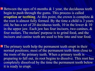 Between the ages of 6 months & 1 year, the deciduous teethBetween the ages of 6 months & 1 year, the deciduous teeth
begin to push through the gums. This process is calledbegin to push through the gums. This process is called
eruptioneruption oror teethingteething. At this point, the crown is complete &. At this point, the crown is complete &
the root is almost fully formed. By the time a child is 3 yearsthe root is almost fully formed. By the time a child is 3 years
old, he has a set of 20 deciduous teeth, 10 in the lower & 10old, he has a set of 20 deciduous teeth, 10 in the lower & 10
in the upper jaw. Each jaw has four incisors, two canines, &in the upper jaw. Each jaw has four incisors, two canines, &
four molars. The molars' purpose is to grind food, and thefour molars. The molars' purpose is to grind food, and the
incisors and canine teeth are used to bite into and tear food.incisors and canine teeth are used to bite into and tear food.
The primary teeth help the permanent teeth erupt in theirThe primary teeth help the permanent teeth erupt in their
normal positions; most of the permanent teeth form close tonormal positions; most of the permanent teeth form close to
the roots of the primary teeth. When a primary tooth isthe roots of the primary teeth. When a primary tooth is
preparing to fall out, its root begins to dissolve. This root haspreparing to fall out, its root begins to dissolve. This root has
completely dissolved by the time the permanent tooth belowcompletely dissolved by the time the permanent tooth below
it is ready to erupt.it is ready to erupt.
 