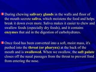 During chewingDuring chewing salivary glandssalivary glands in the walls and floor ofin the walls and floor of
the mouth secretethe mouth secrete salivasaliva, which moistens the food and helps, which moistens the food and helps
break it down even more. Saliva makes it easier to chew andbreak it down even more. Saliva makes it easier to chew and
swallow foods (especially dry foods), and it containsswallow foods (especially dry foods), and it contains
enzymesenzymes that aid in the digestion of carbohydratesthat aid in the digestion of carbohydrates..
Once food has been converted into a soft, moist mass, it'sOnce food has been converted into a soft, moist mass, it's
pushed into thepushed into the throat (or pharynx)throat (or pharynx) at the back of theat the back of the
mouth and ismouth and is swallowed.swallowed. When we swallow, theWhen we swallow, the soft palatesoft palate
closes off the nasal passages from the throat to prevent foodcloses off the nasal passages from the throat to prevent food
from entering the nose.from entering the nose.
 