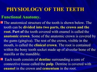 PHYSIOLOGY OF THE TEETHPHYSIOLOGY OF THE TEETH
Functional Anatomy.Functional Anatomy.
The anatomical structure of the tooth is shown below. TheThe anatomical structure of the tooth is shown below. The
tooth can betooth can be divided into two parts, the crown and thedivided into two parts, the crown and the
rootroot. Part of. Part of the tooth covered with enamel is called thethe tooth covered with enamel is called the
anatomic crownanatomic crown. Some of the anatomic crown is covered by. Some of the anatomic crown is covered by
the gums (gingiva). The rest of the crown, visible in thethe gums (gingiva). The rest of the crown, visible in the
mouth, is called themouth, is called the clinical crownclinical crown. The root is contained. The root is contained
within the bony tooth socket made up of alveolar bone of thewithin the bony tooth socket made up of alveolar bone of the
maxilla or the mandible.maxilla or the mandible.
Each tooth consists ofEach tooth consists of dentinedentine surrounding a core ofsurrounding a core of
connective tissue called theconnective tissue called the pulppulp. Dentine is covered with. Dentine is covered with
enamelenamel in the crown andin the crown and cementumcementum in the root.in the root.
 