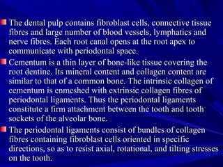 The dental pulp contains fibroblast cells, connective tissueThe dental pulp contains fibroblast cells, connective tissue
fibres and large number of blood vessels, lymphatics andfibres and large number of blood vessels, lymphatics and
nerve fibres. Each root canal opens at the root apex tonerve fibres. Each root canal opens at the root apex to
communicate with periodontal space.communicate with periodontal space.
Cementum is a thin layer of bone-like tissue covering theCementum is a thin layer of bone-like tissue covering the
root dentine. Its mineral content and collagen content areroot dentine. Its mineral content and collagen content are
similar to that of a common bone. The intrinsic collagen ofsimilar to that of a common bone. The intrinsic collagen of
cementum is enmeshed with extrinsic collagen fibres ofcementum is enmeshed with extrinsic collagen fibres of
periodontal ligaments. Thus the periodontal ligamentsperiodontal ligaments. Thus the periodontal ligaments
constitute a firm attachment between the tooth and toothconstitute a firm attachment between the tooth and tooth
sockets of the alveolar bone.sockets of the alveolar bone.
The periodontal ligaments consist of bundles of collagenThe periodontal ligaments consist of bundles of collagen
fibres containing fibroblast cells oriented in specificfibres containing fibroblast cells oriented in specific
directions, so as to resist axial, rotational, and tilting stressesdirections, so as to resist axial, rotational, and tilting stresses
on the tooth.on the tooth.
 
