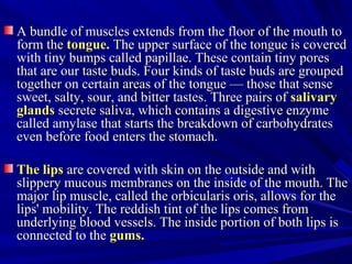 A bundle of muscles extends from the floor of the mouth toA bundle of muscles extends from the floor of the mouth to
form theform the tongue.tongue. The upper surface of the tongue is coveredThe upper surface of the tongue is covered
with tiny bumps called papillae. These contain tiny poreswith tiny bumps called papillae. These contain tiny pores
that are our taste buds. Four kinds of taste buds are groupedthat are our taste buds. Four kinds of taste buds are grouped
together on certain areas of the tongue — those that sensetogether on certain areas of the tongue — those that sense
sweet, salty, sour, and bitter tastes. Three pairs ofsweet, salty, sour, and bitter tastes. Three pairs of salivarysalivary
glandsglands secrete saliva, which contains a digestive enzymesecrete saliva, which contains a digestive enzyme
called amylase that starts the breakdown of carbohydratescalled amylase that starts the breakdown of carbohydrates
even before food enters the stomach.even before food enters the stomach.
The lipsThe lips are covered with skin on the outside and withare covered with skin on the outside and with
slippery mucous membranes on the inside of the mouth. Theslippery mucous membranes on the inside of the mouth. The
major lip muscle, called the orbicularis oris, allows for themajor lip muscle, called the orbicularis oris, allows for the
lips' mobility. The reddish tint of the lips comes fromlips' mobility. The reddish tint of the lips comes from
underlying blood vessels. The inside portion of both lips isunderlying blood vessels. The inside portion of both lips is
connected to theconnected to the gums.gums.
 