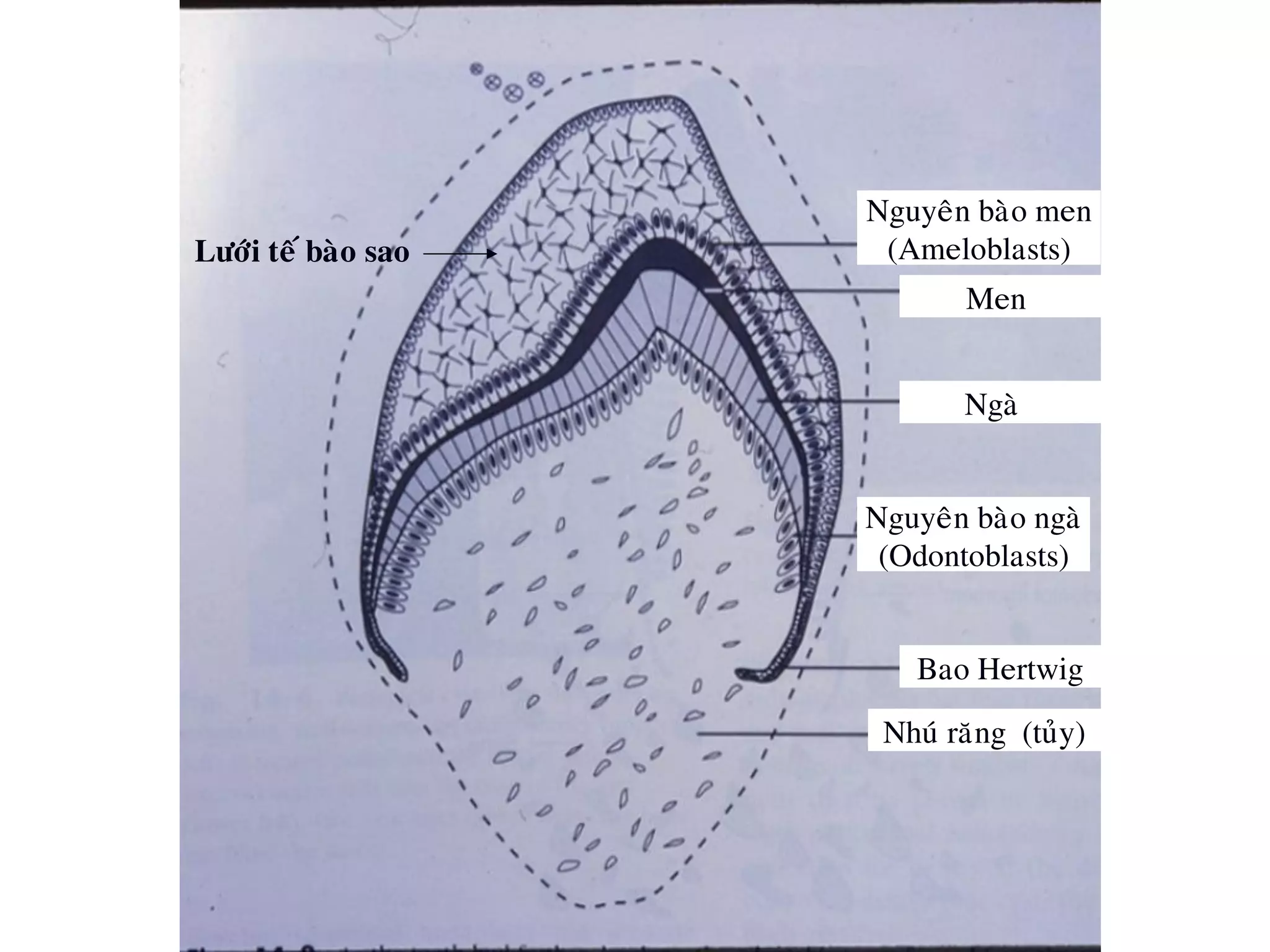 Nguyeân baøo men
(Ameloblasts)
Men
Ngaø
Nguyeân baøo ngaø
(Odontoblasts)
Bao Hertwig
Nhuù raêng (tuûy)
Löôùi teá baøo sao
 
