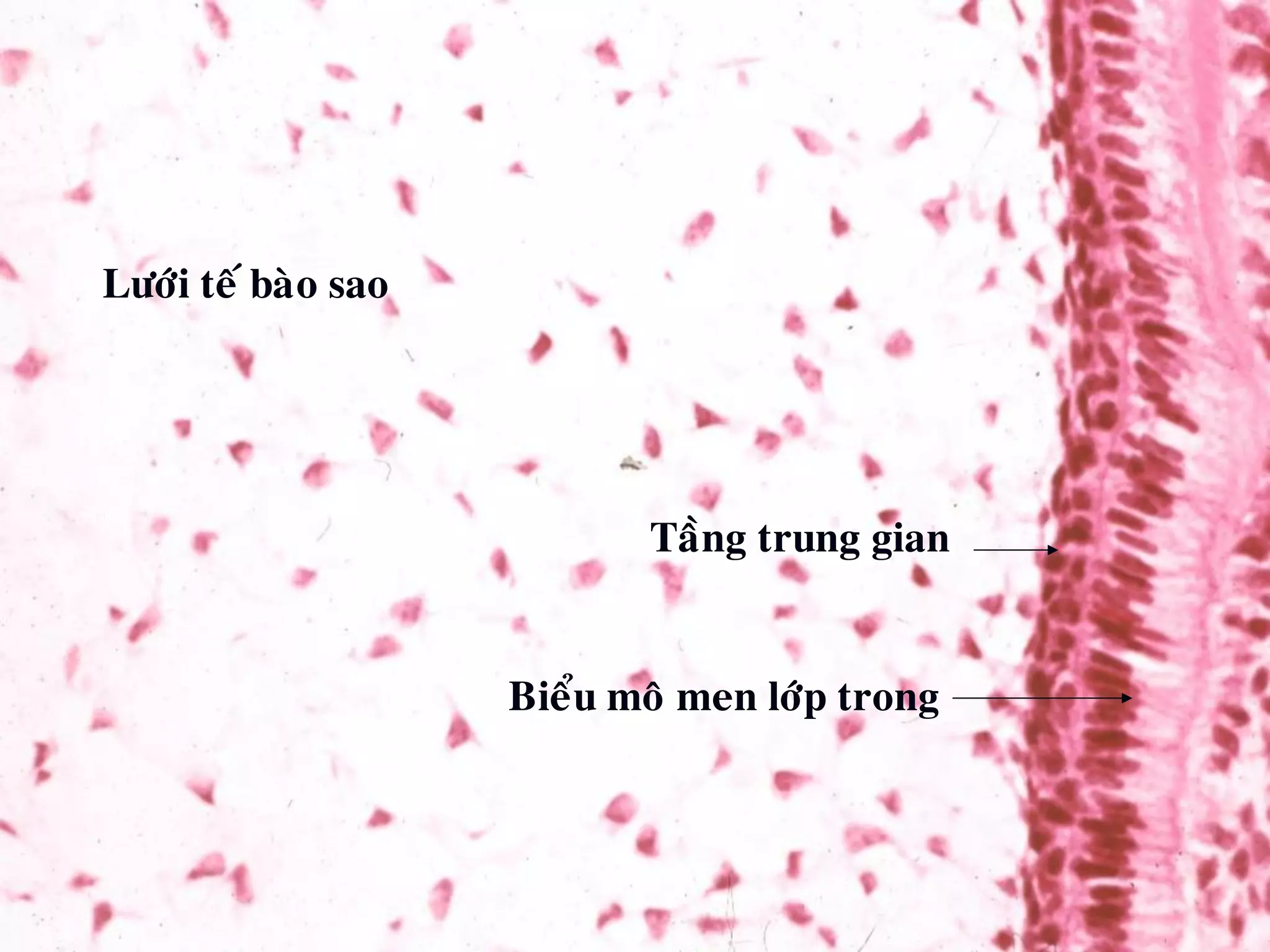 Löôùi teá baøo sao
Taàng trung gian
Bieåu moâ men lôùp trong
 