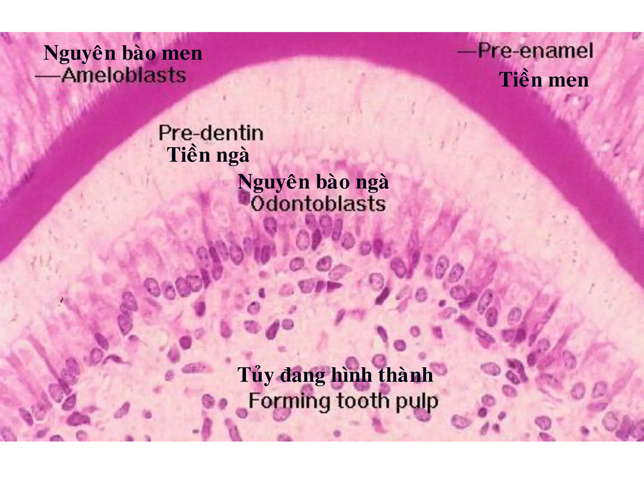 Nguyeân baøo men
Tieàn men
Tieàn ngaø
Nguyeân baøo ngaø
Tuûy ñang hình thaønh
 