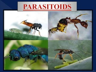 Identification of common natural enemy of crop pests and weeds | PPTX