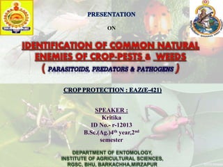 Identification of common natural enemy of crop pests and weeds | PPTX