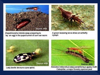 Identification of common natural enemy of crop pests and weeds | PPTX