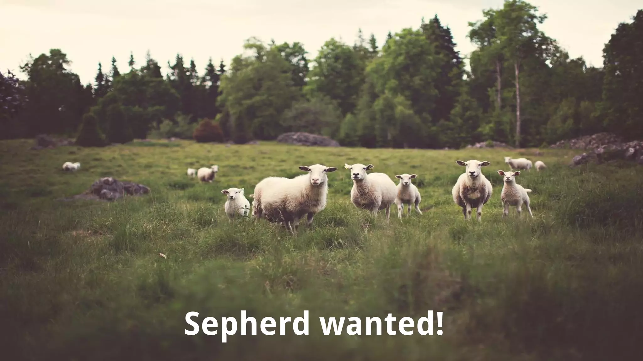 Sepherd wanted!
 