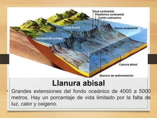 Llanura abisal
• Grandes extensiones del fondo oceánico de 4000 a 5000
metros. Hay un porcentaje de vida limitado por la falta de
luz, calor y oxigeno.

 