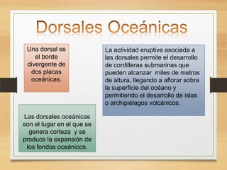Una dorsal es
el borde
divergente de
dos placas
oceánicas.

Las dorsales oceánicas
son el lugar en el que se
genera corteza y se
produce la expansión de
los fondos oceánicos.

La actividad eruptiva asociada a
las dorsales permite el desarrollo
de cordilleras submarinas que
pueden alcanzar miles de metros
de altura, llegando a aflorar sobre
la superficie del océano y
permitiendo el desarrollo de islas
o archipiélagos volcánicos.

 