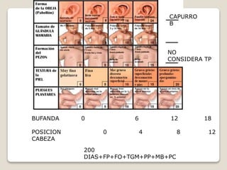 CAPURRO
B
BUFANDA 0 6 12 18
POSICION 0 4 8 12
CABEZA
NO
CONSIDERA TP
200
DIAS+FP+FO+TGM+PP+MB+PC
 