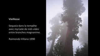 Vieillesse
Sequoia dans la tempête
avec myriade de nids vides
entre branches magnanime.
Raimondo Villano 1990
 