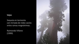 Vejez
Sequoia en tormenta
con miríada de nidos vacíos
entre ramas magnánimos.
Raimondo Villano
(1990)
 