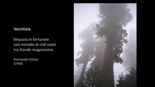 Vecchiaia
Sequoia in fortunale
con miriade di nidi vuoti
tra fronde magnanime.
Raimondo Villano
(1990)
 