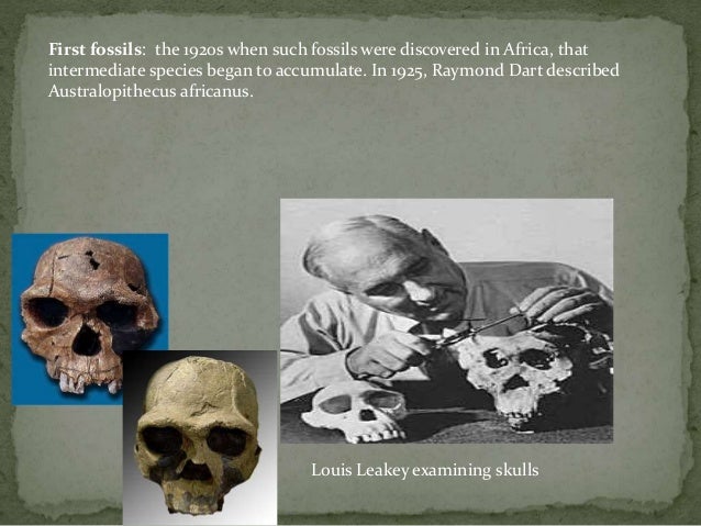 did louis leakey discovered lucy MOLECULAR ARCHAEOLOGY
