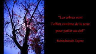 “Les arbres sont
l’effort extrême de la terre
pour parler au ciel”
Rabindranath Tagore
 