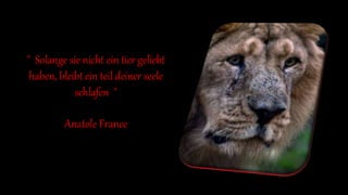 " Solange sie nicht ein tier geliebt
haben, bleibt ein teil deiner seele
schlafen "
Anatole France
 
